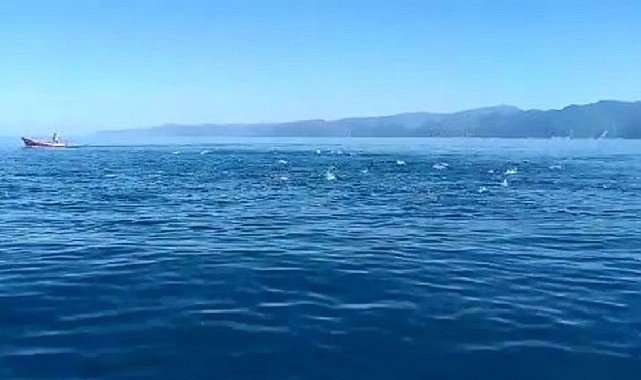 Karadeniz’de balıklar dans gösterisi yaptı