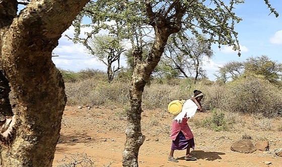 Kenya'dan GDO'lu gıdaya "kuraklık" izni