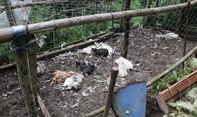 Kümese giren sokak köpekleri, 17 tavuğu telef etti