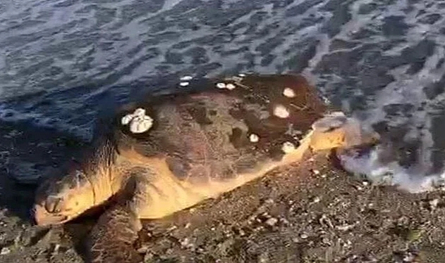 Marmara Denizi'nde caretta caretta kıyıya vurdu