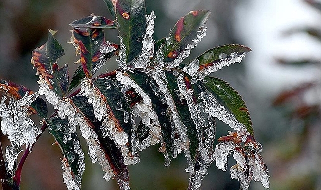 Meteoroloji’den 3 il için zirai don uyarısı