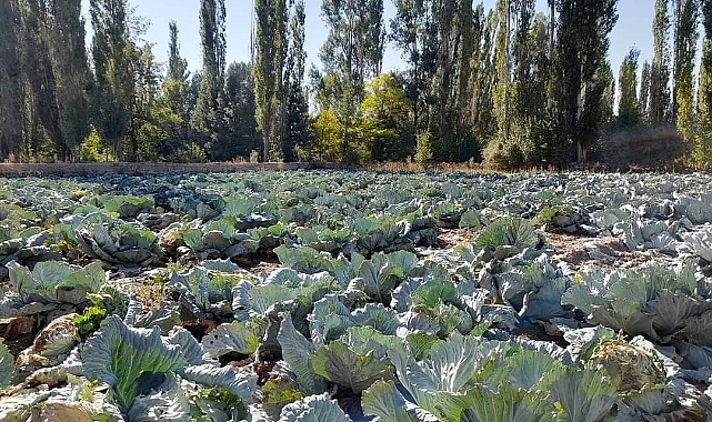 Organik lahanaya yoğun ilgi