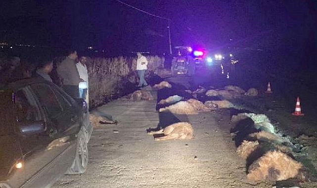 Otomobil sürüye çarptı: 30 koyun telef oldu