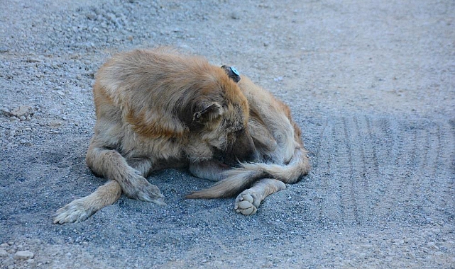 Talihsiz köpeğin başına gelmeyen kalmadı