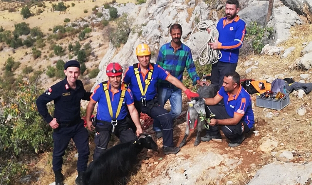 Uçurumda 3 gün mahsur keçileri AFAD kurtardı