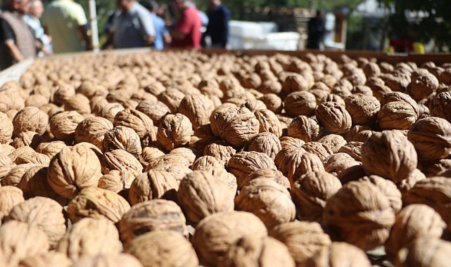 Yalova’da ceviz hasadı başladı