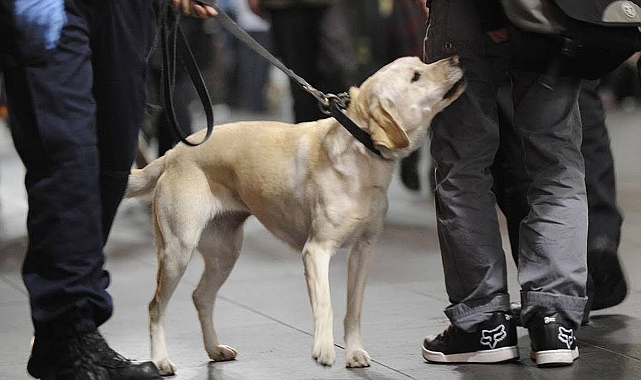 Yasa dışı köpek üretimi yapan çiftliğe baskın