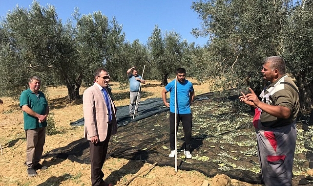 Zeytin hasadı başladı