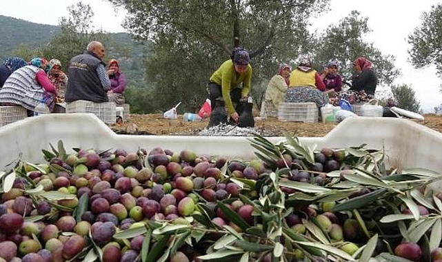 Zeytinleri, komando ve kameralarla korunacak