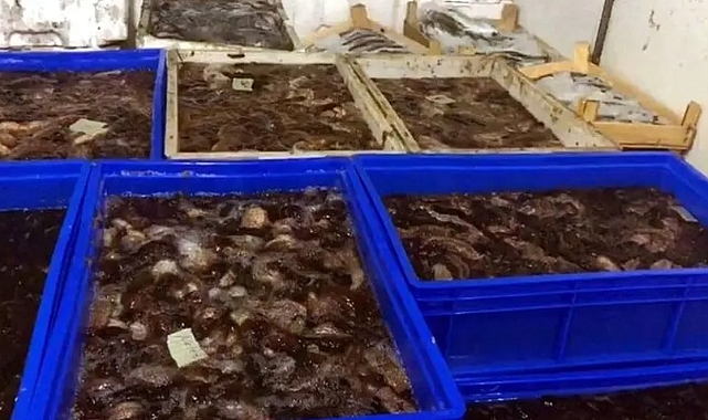 1 ton deniz patlıcanı ele geçirildi