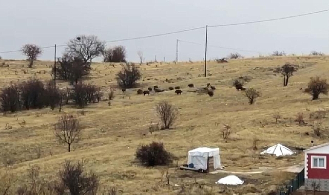 Aç kalan domuz sürüsü şehir merkezine indi