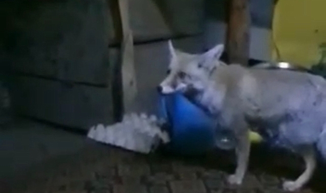 Aç kalan tilki orman işçilerine sığındı
