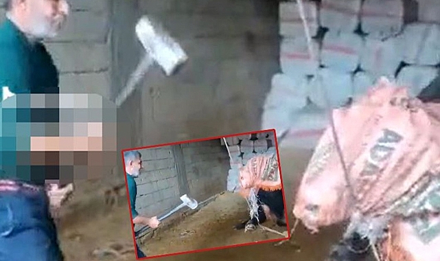 Boğaya balyozlu şiddette 3 kişi tutuklandı