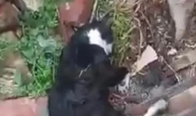 Boş arazide ölü 15 kedi bulundu