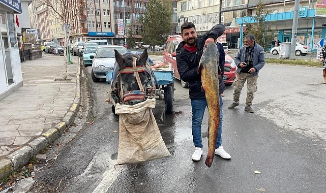 Boyları 1,5 metreyi aşan yayın balıkları yakalandı