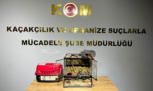 Bursa'da tropikal papağan ve mısır yılanı ele geçirildi