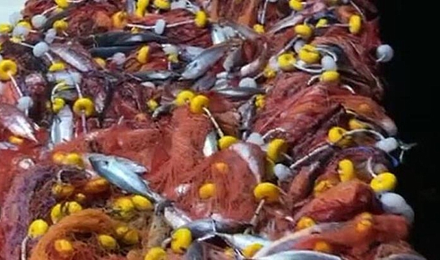 Çanakkale'de palamut bolluğu