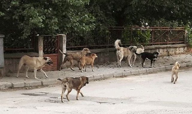 Çiftlikte korkunç manzara! Sokak köpekleri dehşet saçtı