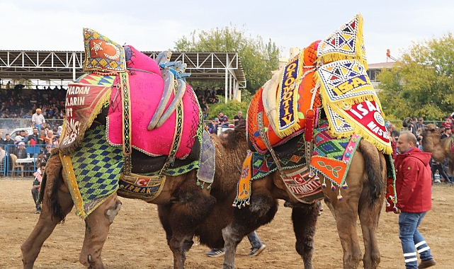 Develer arenaya indi, sezonun ilk güreşi başladı