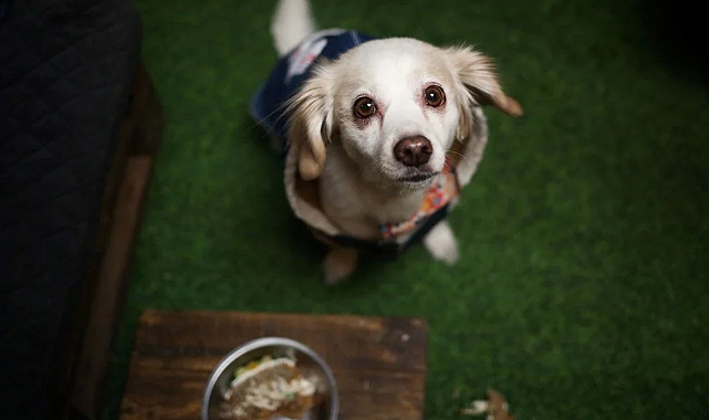 Dünyanın ilk köpek restoranı açıldı