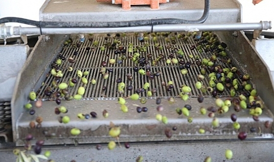 Hatay'da zeytin hasadı devam ediyor