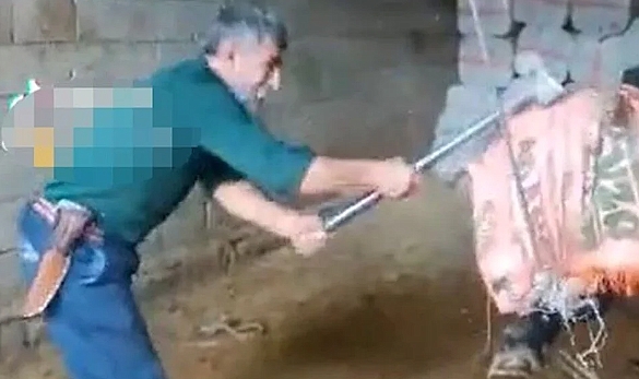 Hayvana işkencenin sonu gelmiyor! Boğayı balyozla öldürdü