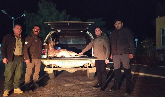 İzinsiz keçi avı çeyrek milyon liraya patladı
