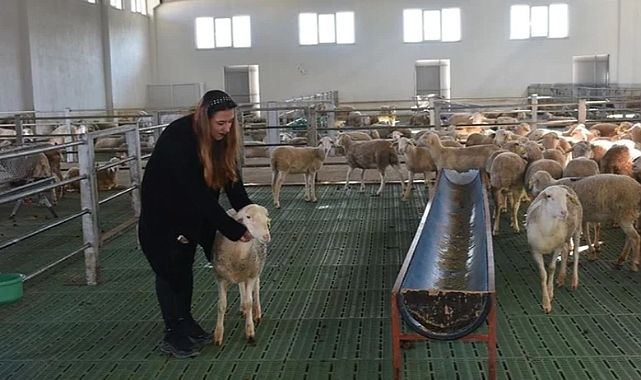 Kadın girişimci koyun çiftliği kurdu
