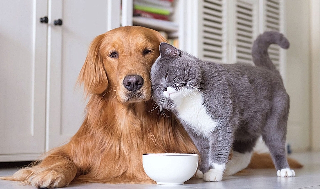 Kedi ve köpek sahipleri dikkat! Süre 31 Aralık'ta doluyor