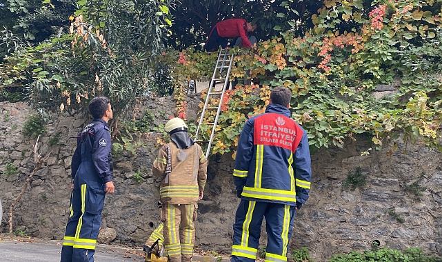 Kedisini kurtarmak isterken ağaçta mahsur kaldı