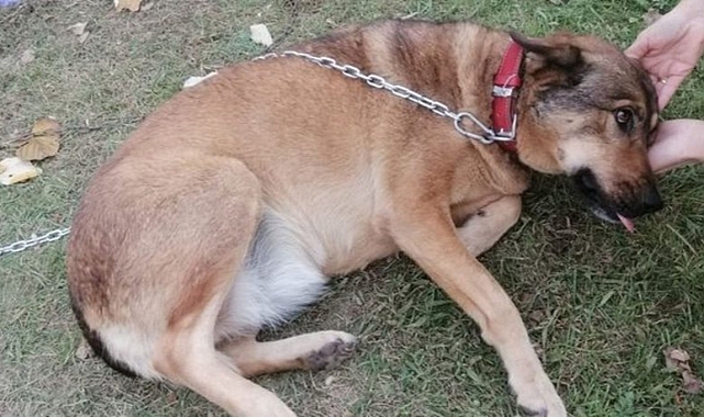 Köpeğin bacağından 200'den fazla 'saçma' çıktı