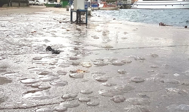 Lodos deniz analarını vurdu