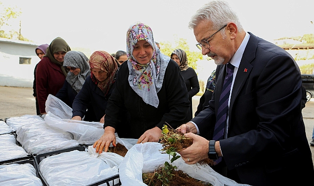 Nilüfer Belediyesi’nden kadın üreticilere 100 bin çilek fidesi