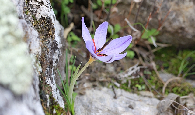 Olimpos safranı tehlike altında