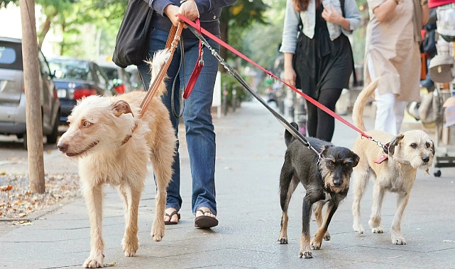 Sahipli köpekler için flaş karar!