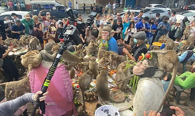 Tayland'da "Maymun Festivali" şöleni