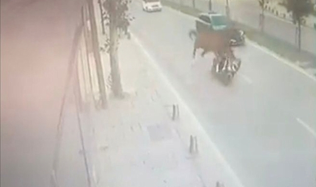 Yola çıkan başıboş ata motosiklet çarptı