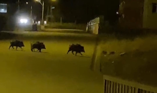 Aç kalan domuzlar ilçe merkezine indi