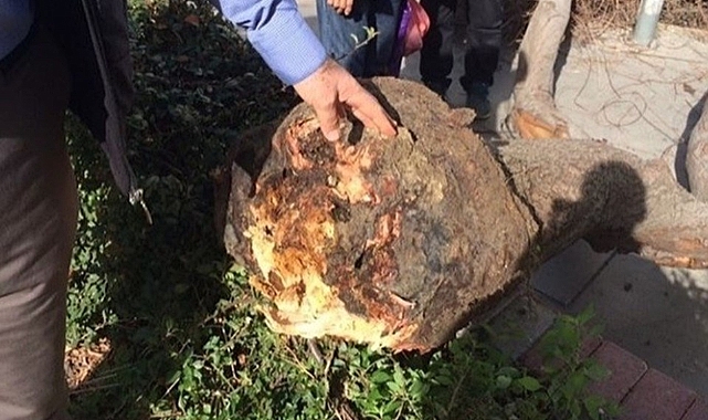 Başına ağaç düşen kadın tazminat kazandı