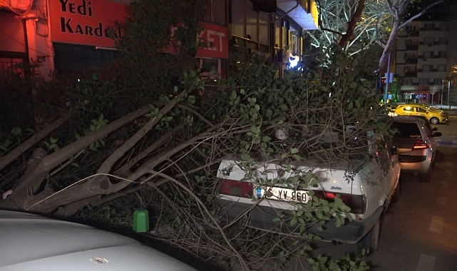 Bursa'da ağaç, otomobilin üzerine düştü