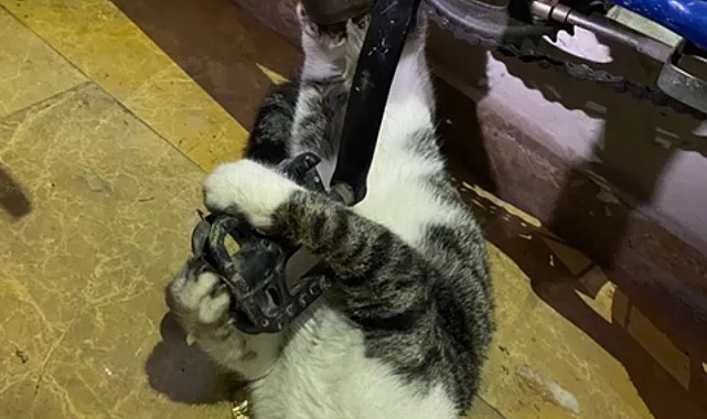 Bursa'da bisikletin zincirine sıkışan kedi kurtarıldı