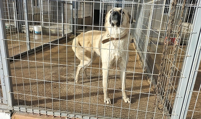 Çitlere zarar veren köpeğini sopayla dövdü