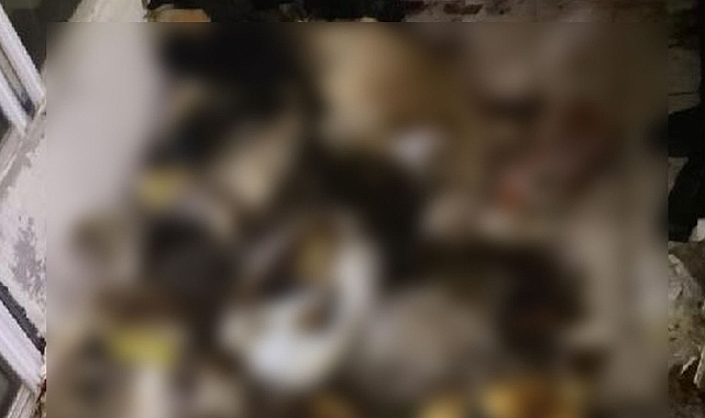 Evin içinde çok sayıda kedi ve köpek ölüsü bulundu