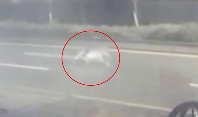 Hayvanat bahçesinden kaçan aslan yola indi