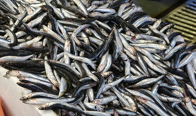 Karadeniz’deki bereket hamsinin fiyatını düşürdü