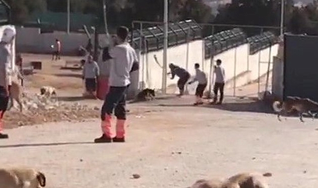 Konya'da barınaktaki köpek katliamında flaş gelişme
