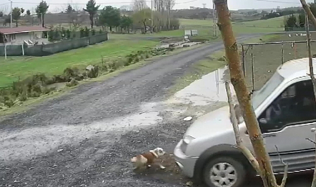 Köpeği ezip yoluna devam etti