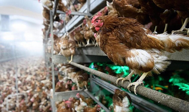Kuş gribi alarmı: 8 bin 599 tavuk itlaf edildi