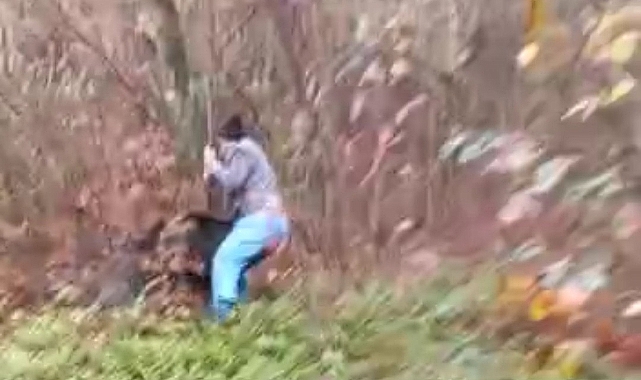Odun kesen muhtara domuz saldırdı