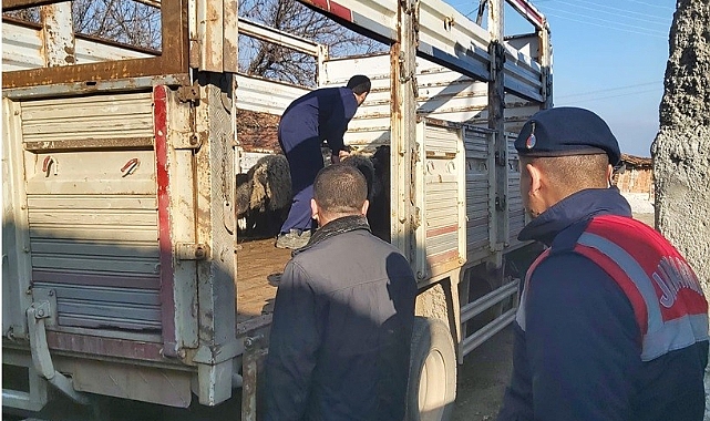 Sahte banka dekontlarıyla hayvan hırsızlığı yaptılar